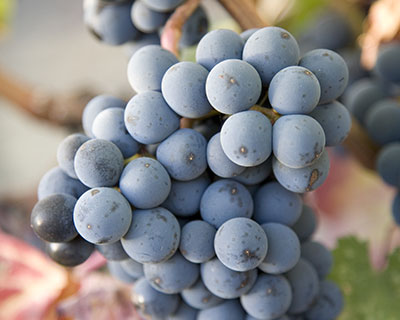 Grape Varieties