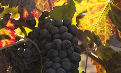 Winegrowing
