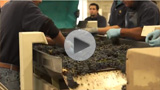 Winemaking