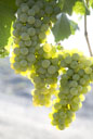 Sauvignon Blanc grapes