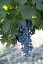 Cabernet Sauvignon grapes