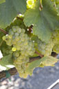 Chardonnay grapes