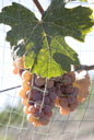 Petite Sirah grapes