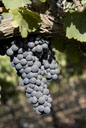 Pinot Noir Grapes