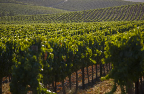 Rolling hills of vineyards in Carneros, Napa Valley
