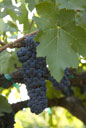 Petite Sirah grapes
