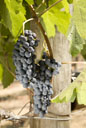 Syrah / shiraz grapes