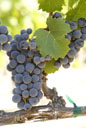 Cabernet Franc grapes