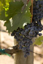Petit Verdot grapes
