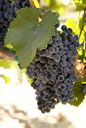 Malbec grapes