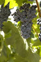 Merlot grapes