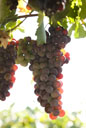 Nebbiolo grapes