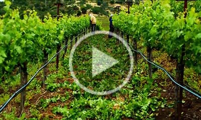 Napa Valley Vintners Social Media