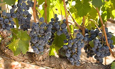 Napa Valley Grape Varieties