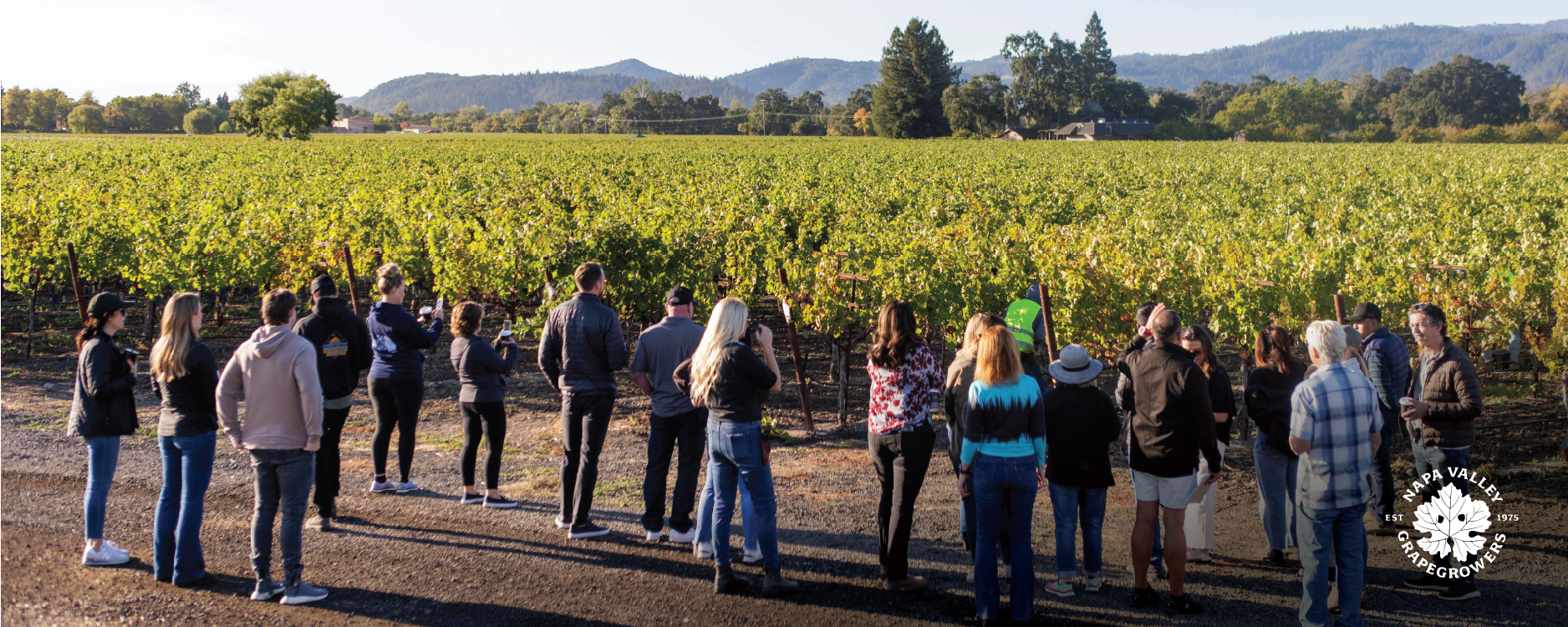 Afternoon In the Vineyards