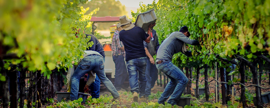 Napa Valley Harvest Interns Needed