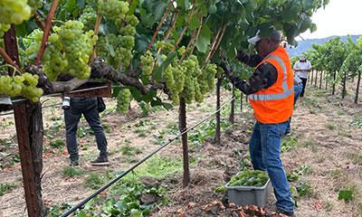 2026 Napa Valley Harvest First Pick