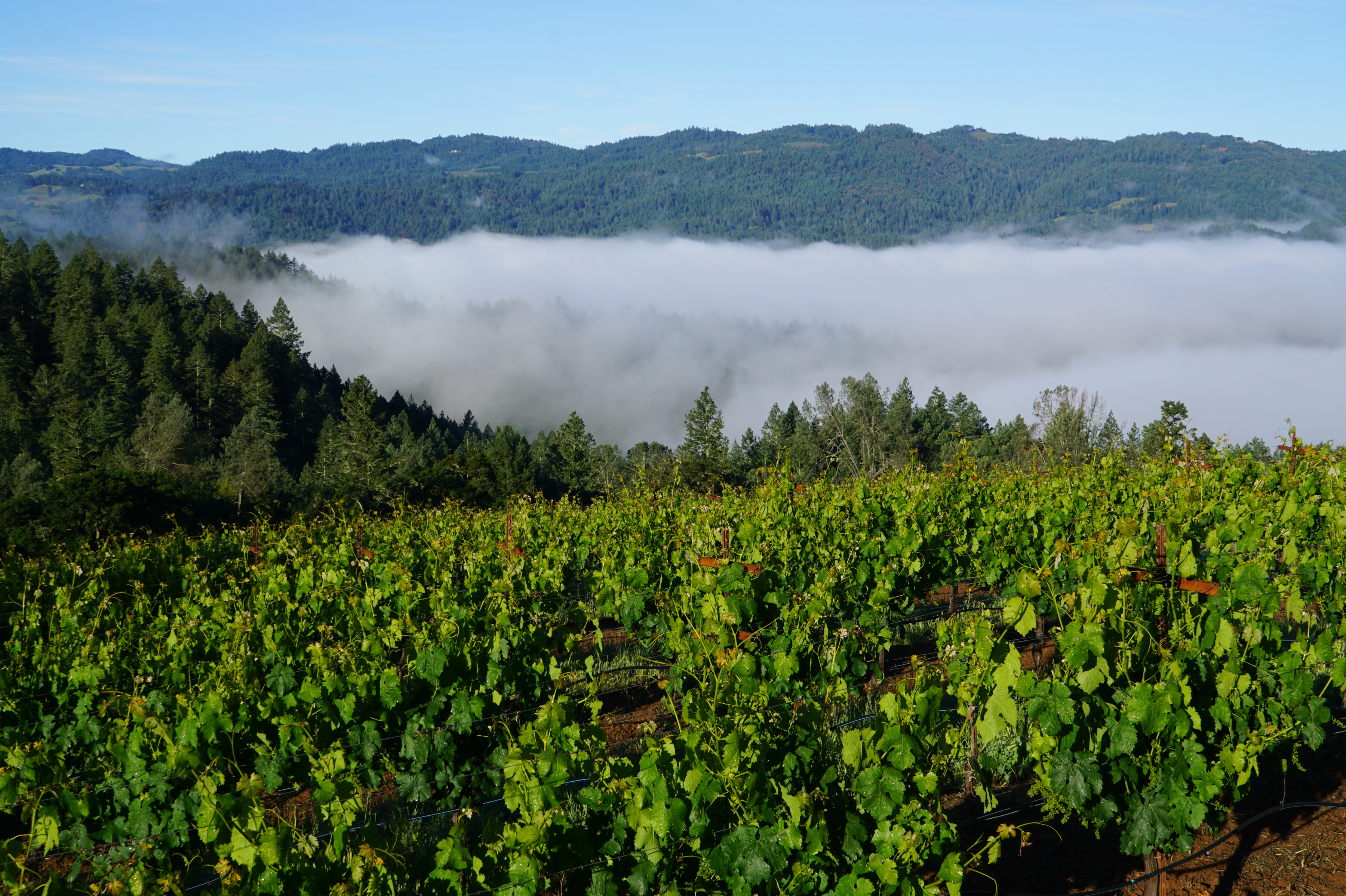 Crystal Springs AVA