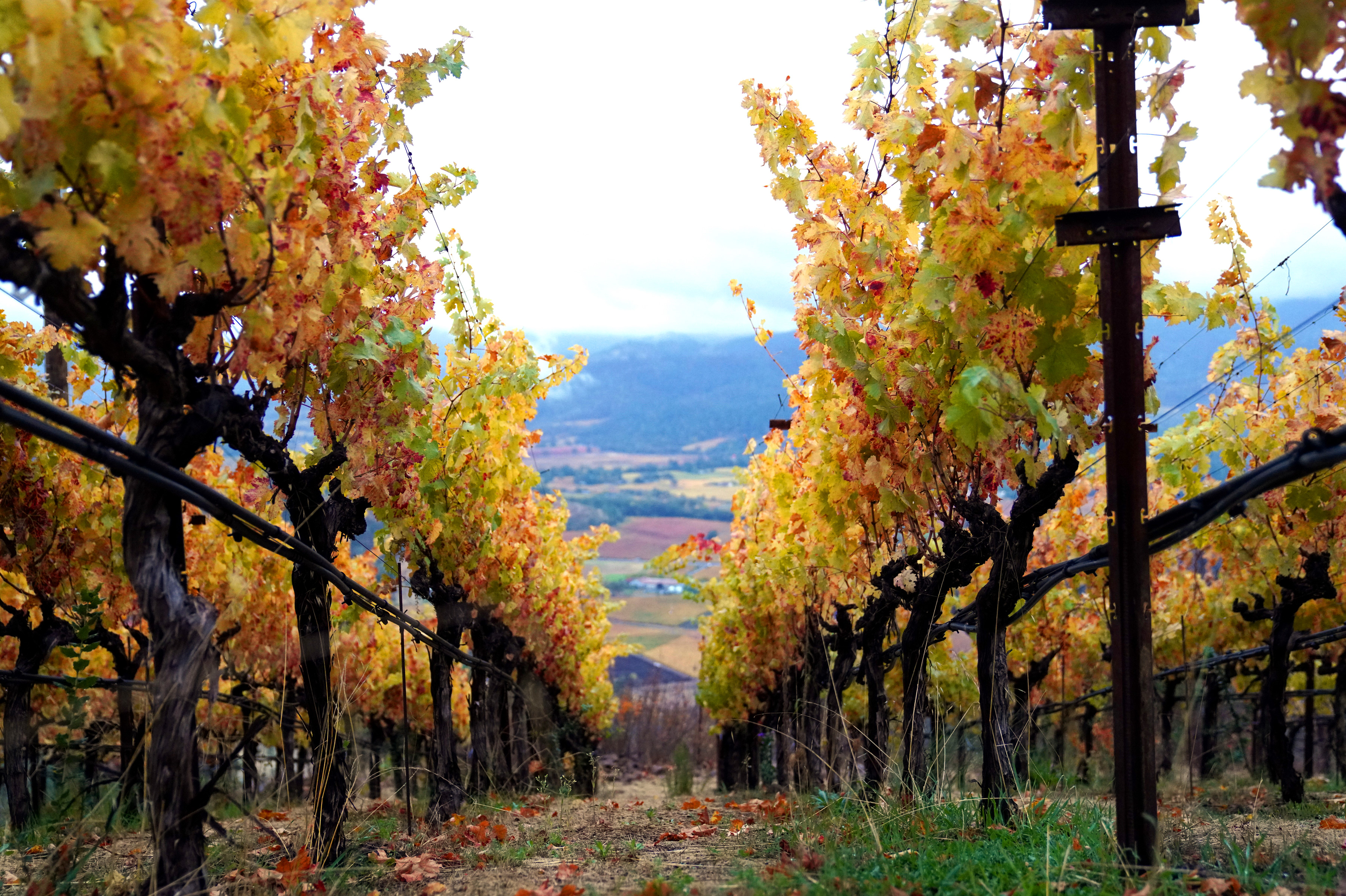 Crystal Springs AVA
