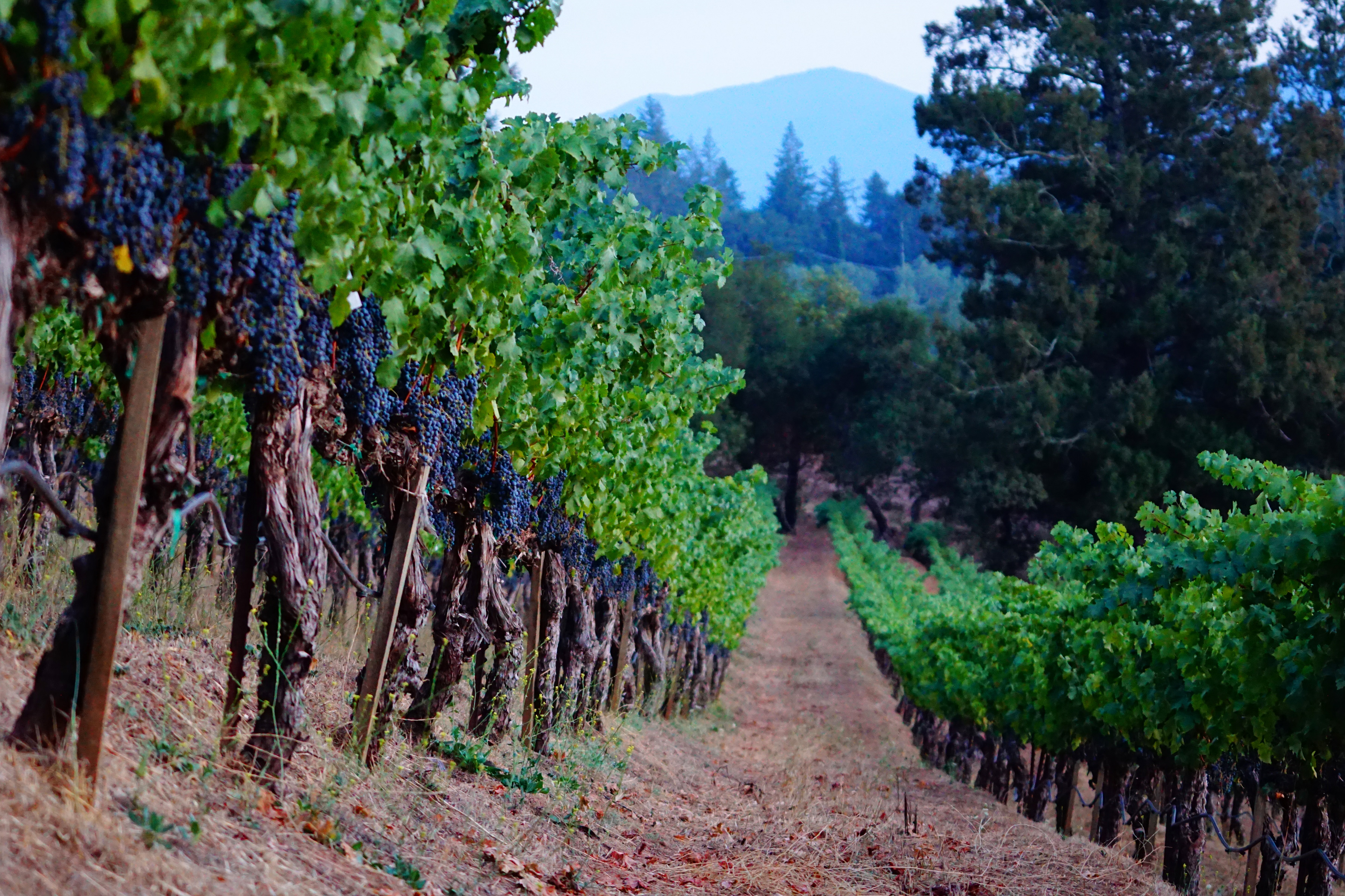Crystal Springs AVA