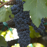 Petite Sirah