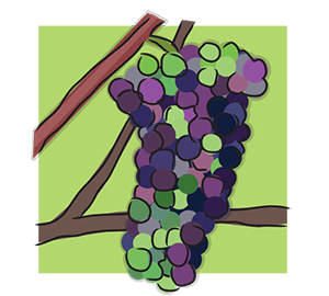 Veraison