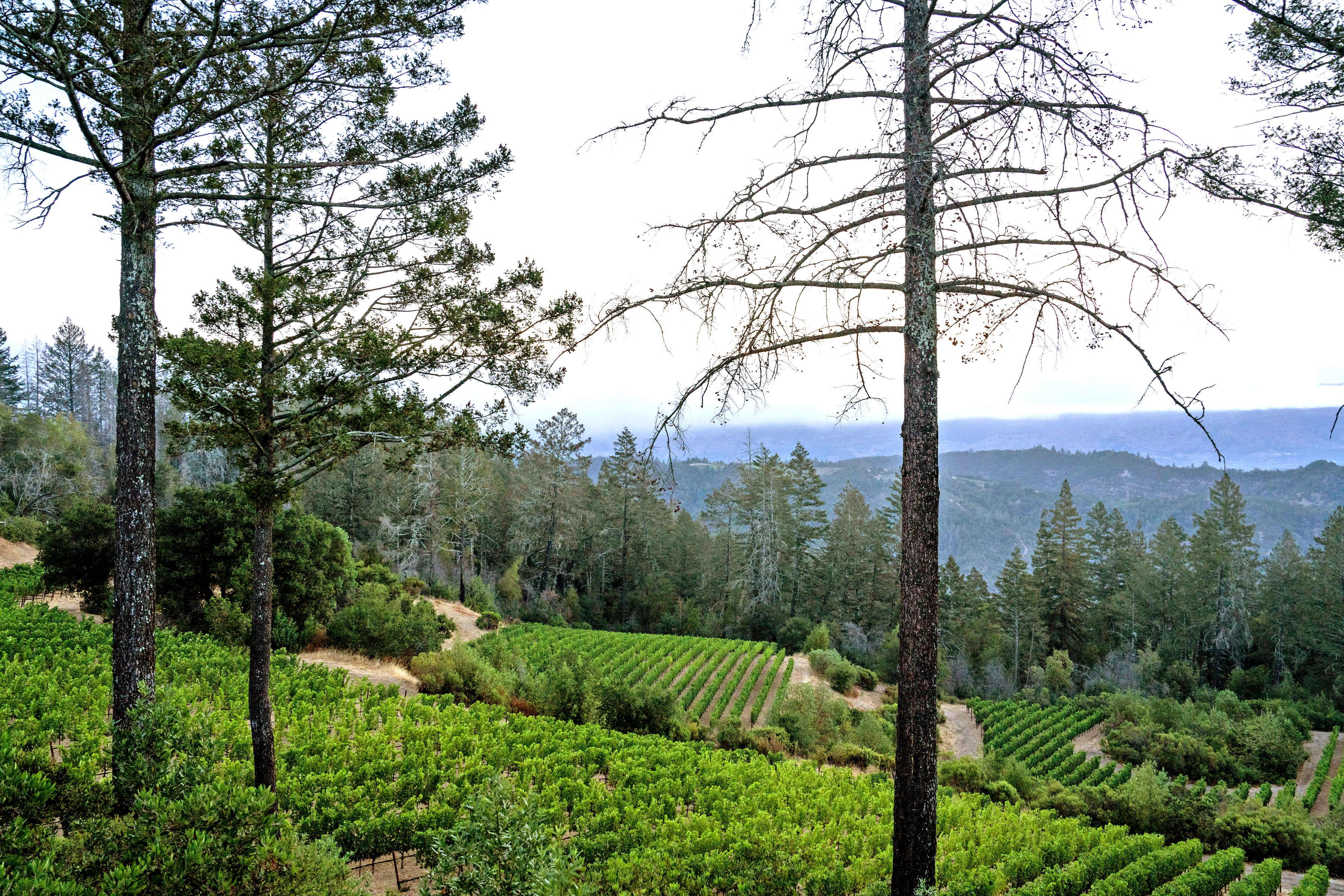 Mount Veeder AVA