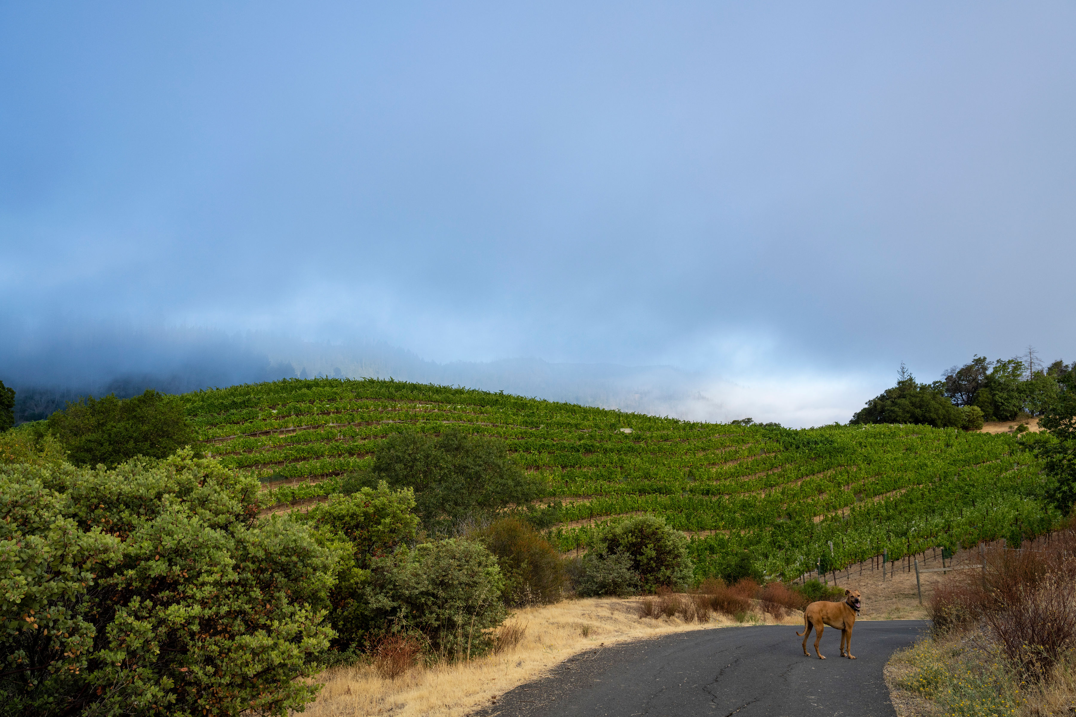 Mount Veeder AVA