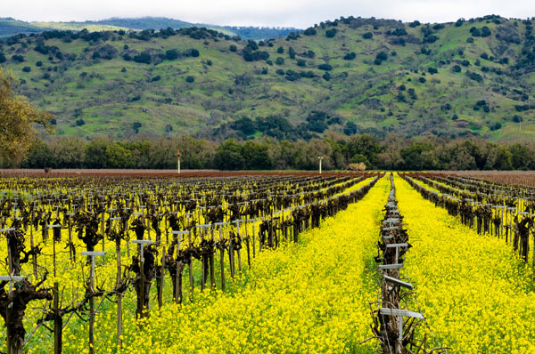 Napa Valley Land Preservation and Stewardship